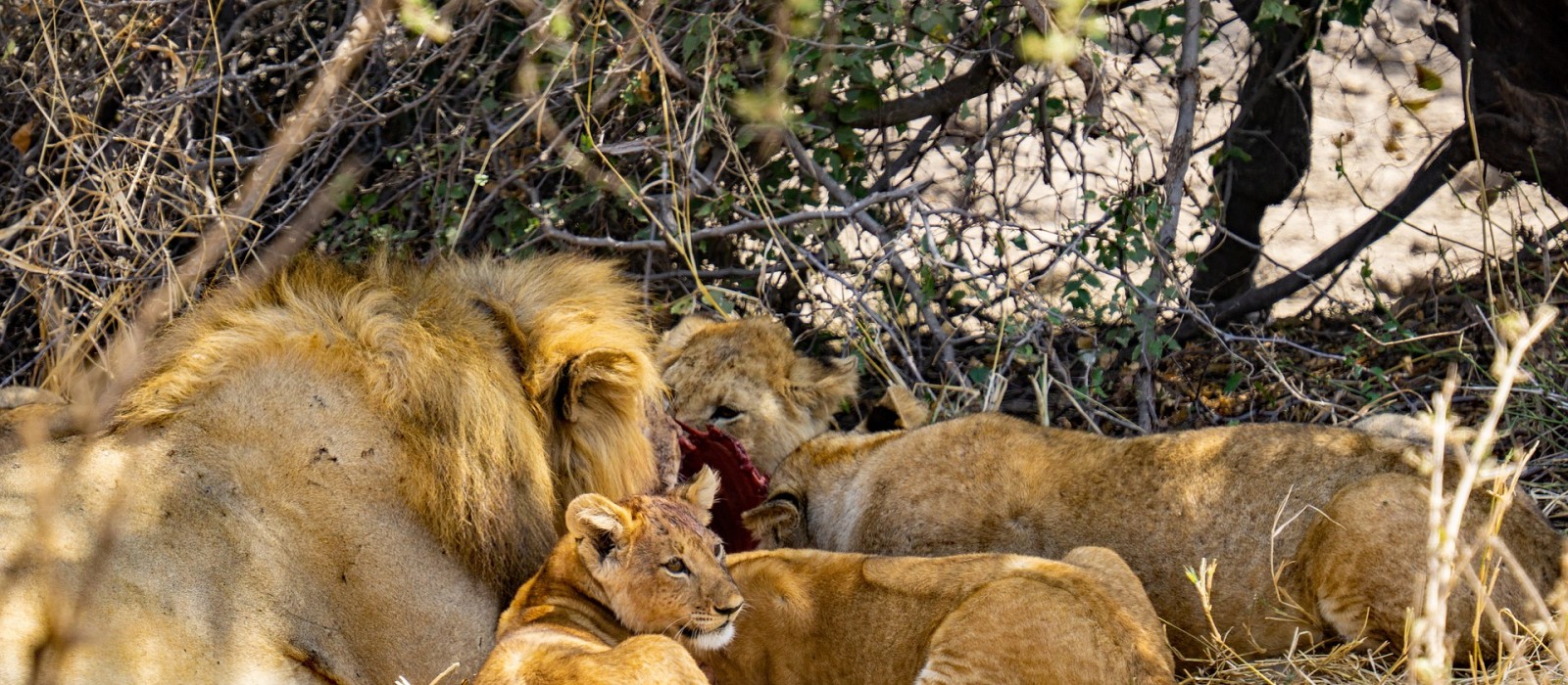 Find your ideal Tanzania safari from a wide range of options, including private and shared tours, luxury and budget options, and various park and highlight combinations