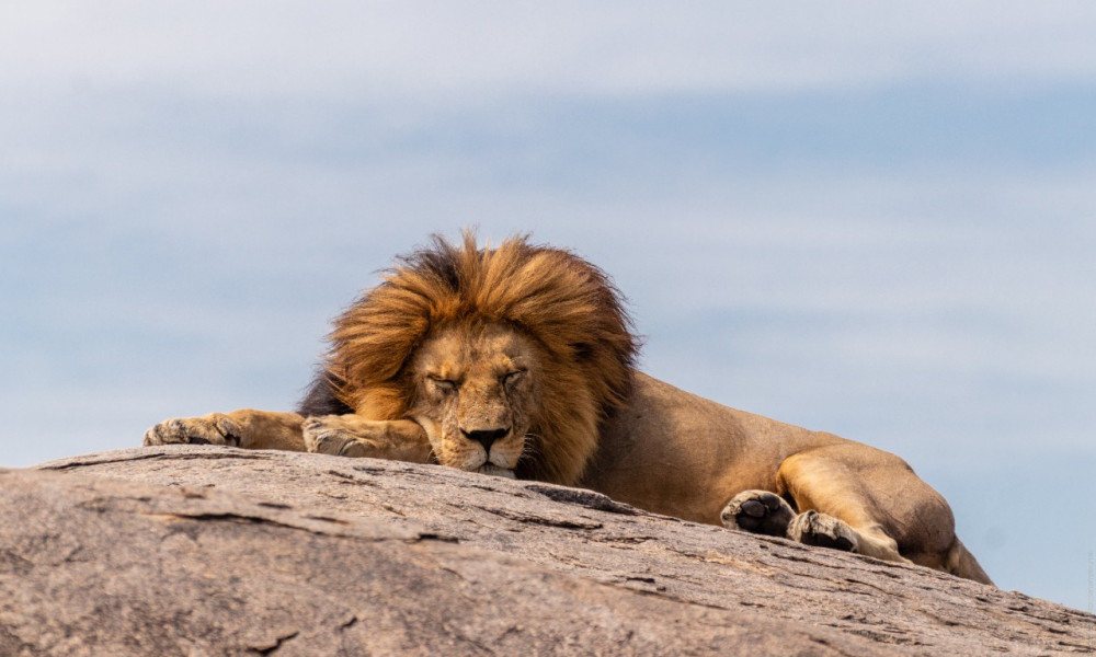 6 Days An amazing safari ( Tarangire , Serengeti , Ngorongoro and Hadzabe ) 