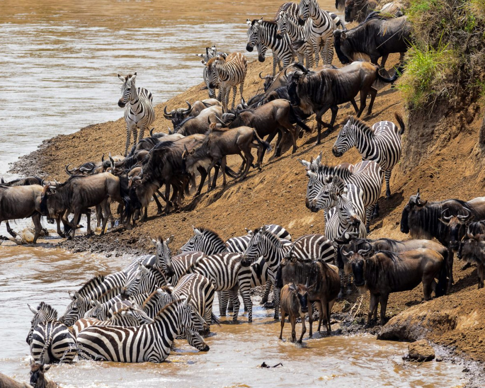 Home: Reggie Africa Safaris